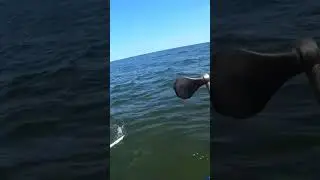 Змея рыба