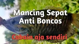 Mancing sepat pakai lumut dijamin gacor bos ku | anti boncos