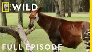 A Pregnant Okapi Gives Birth at Animal Kingdom (Full Episode) | Magic of Disney's Animal Kingdom