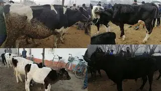BOG'DOD CHORVA BOZORI YANGI NARXLARI QANDAY