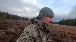 ОХОТА НА ЛОСЯ 2021 В КАРЕЛИИ. НА ЛОСЯ С ПОДХОДА. 