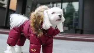 Комбинезон для собак-девочек 314 PA-OW Puppy Angel www.glamdog.ru