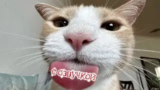 Приколы с котами! С ОЗВУЧКОЙ! УГАРНЫЕ смешные коты с собаками! Самые смешные животные!