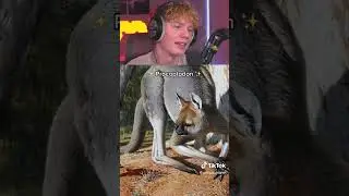 Animals That Used To Be Giants 🦖
