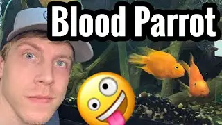 Blood Parrot Cichlid Tanks are Awesome!