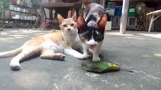 Friendly cats are everywhere 😊
