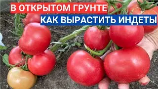 Можно ли вырастить без теплицы  индетерминантные томаты
