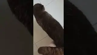 Скандал в доме