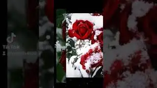 Доброе утро! Роза в снегу!Зима ! Хорошего дня!🌹❄❄👍