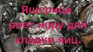 Ящерица роет нору для кладки яиц