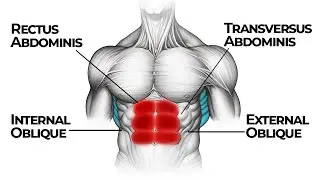 Abdominal Muscles: How They Work Together for Optimal Strength