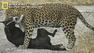 Tiger Lifestyle: How They Live and Hunt in the Wild: Documentary