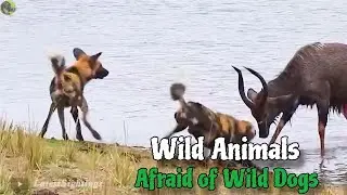 5 Wild Animals That Are Afraid of African Wild Dogs