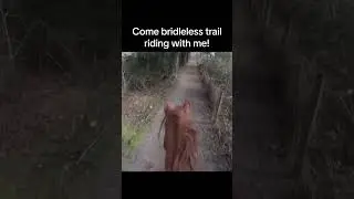 Cantering Bridleless on A Trail