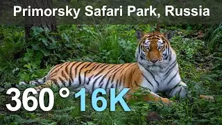 Wild Cats in the Primorsky Safari Park, Vladivostok, Russia. 360 video in 16K.