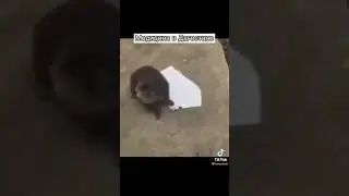 #tiktok