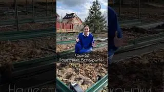 У нас нашествие белокрылки!