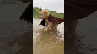 Funny video/ two dogs go to the river to bather. A beautiful moment #5076 - #shorts #dog,#funny