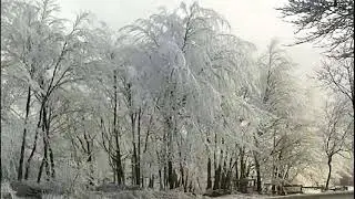 Galaverna al passo del Faiallo