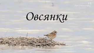 Птицы России. Овсянки