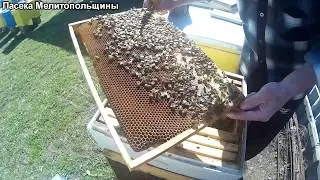 Карника ИО матковод Александр Тарасов Тройзек 1075