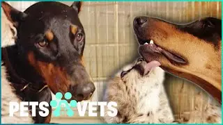 Doberman Adopts Cheetah Cubs As Her Own | Dogs with Jobs