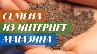 Впервые купила семена в интернет магазине