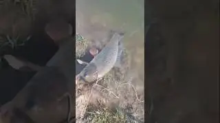 ЭТО  ПРОСТО КАЙФ УХ ТЫЫЫ  #shortsyoutube #видеорыбалка #fishing