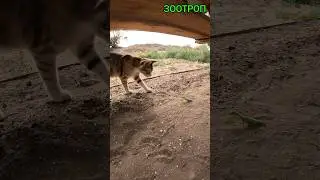 Кот и богомол. 🤣 Встреча века. Интересные животные. Случай на рыбалке. Туризм. Куяльник. #зоотроп