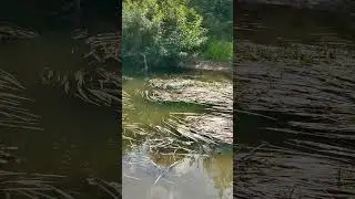 Как вам заводь? Обмельчала, а так тут хорошая рыба стоит часто 