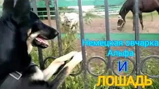 Реакция немецкой овчарки на лошадь! Альфа впервые увидела лошадей!