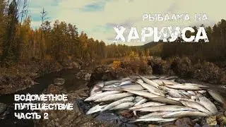 КАЖДЫЙ ЗАБРОС - ХАРИУС/РЫБАЛКА НА ТАЁЖНОЙ РЕЧКЕ/ЖИВЕМ НА ВАГОНЕ В ТАЙГЕ/ЗАПЕКАЕМ УТКУ НА УГЛЯХ