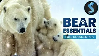 Incredible Journey of Three Bear Cubs | Wildlife Documentary | Full Movie | Bear Essentials