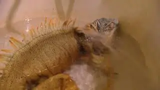 Боря в душе