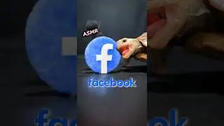 ASMR Mukbang Eating Facebook 🇫 Turtle Tortoise