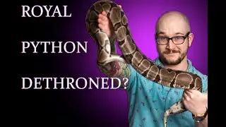 Ball Python Vs Boa, What Is The BEST Pet Snake?