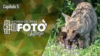 [ CAPITULO 5 ] IBERA FOTO CHALLENGE