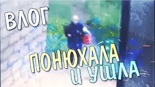 VLOG: ПОНЮХАЛА И УШЛА.