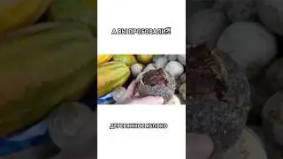 ПРОБУЕМ ДЕРЕВЯННОЕ ЯБЛОКО Шри Ланка 