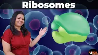 Ribosome Function and Structure