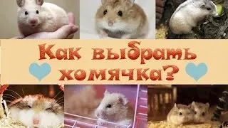 Как выбрать хомячка? | Клетка и оборудование для хомяка 🐹