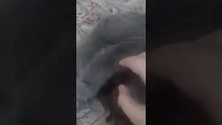 Сплюха