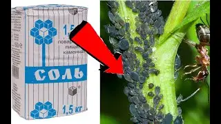 Как избавиться от тли за 3 минуты