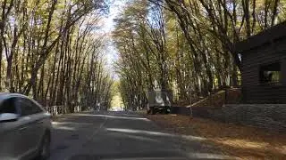 Qubada qızıl payız /  Qəçrəş bu gün