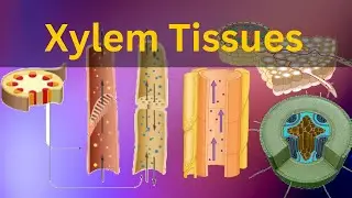 Xylem  Tissues|| Vascular tissues|| What are xylem tissues||Biology