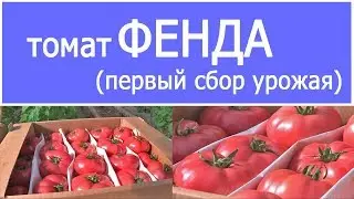 ВНИМАНИЕ!!! Первый сбор урожая томата ФЕНДА 19 - 02 - 2018