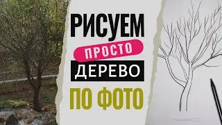 Рисуем дерево по фотографии