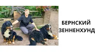 БЕРНСКИЙ ЗЕННЕНХУНД // играем и общаемся с собаками // bernese mountain dog