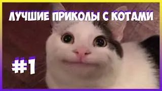 Лютые мемы с котами.КОТЫ ПРОТИВ НОВОГОДНИХ ЁЛОК. смешные мемы