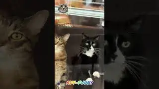 Amai funny fluffy cats